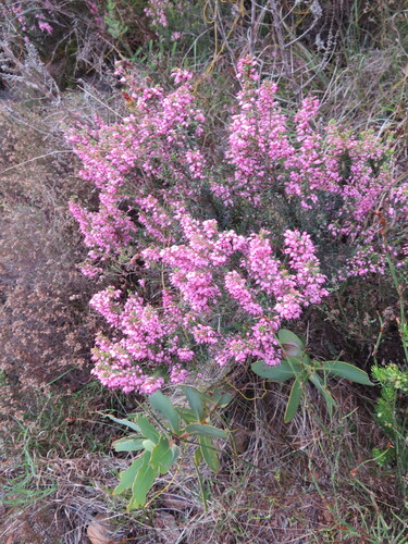 Erica nudiflora, photograph 1