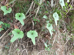 Aristolochia shimadae