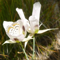 Plebejus idas
