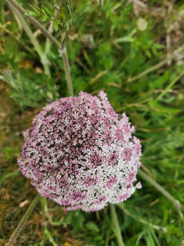 wild carrot