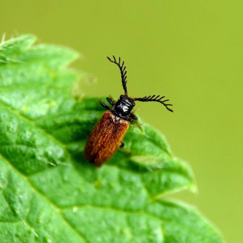 Drilus flavescens
