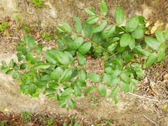Phyllantheae