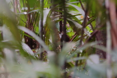 White-Breasted Antbird photo 2