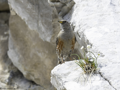 Alpine Accentor