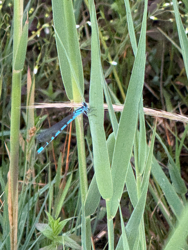 Common Blue Damselfly