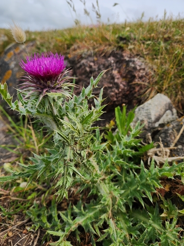 musk thistle