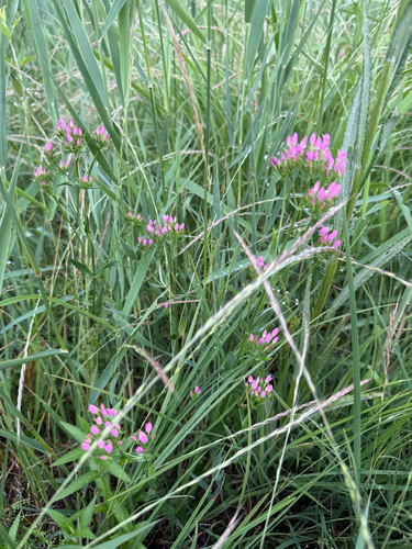 Common centaury