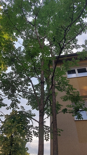 European ash