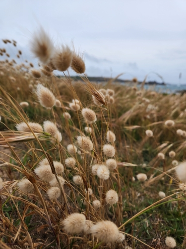 Hare's Tail Grass