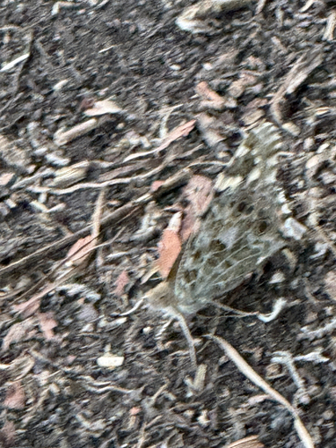 Painted Lady