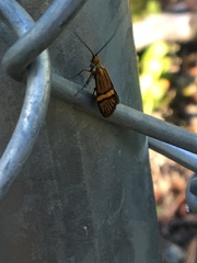 Nemophora bellela