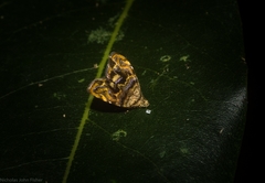 Choreutis metallica