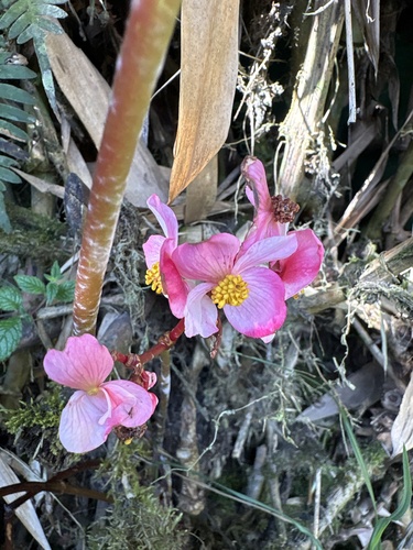 Begonia acerifolia, photograph 4