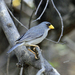 Cinereous Finch - Photo (c) upupamartin, some rights reserved (CC BY-NC-ND), uploaded by upupamartin