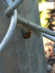 Nemophora bellela