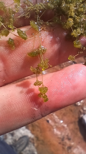 Dwarf Stonewort