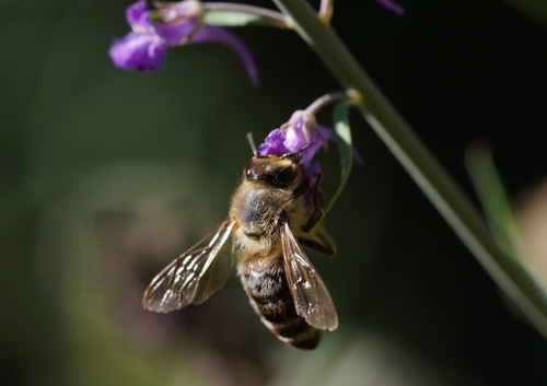 Western Honey Bee