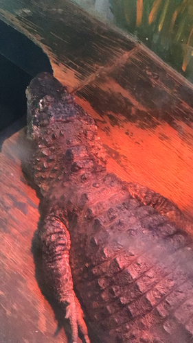 T'o, Alligator sinensis