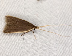 Homaloxestis multidentalis