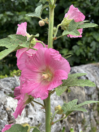 Hollyhock