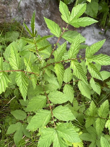 Meadowsweet