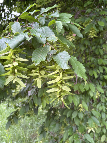European Hornbeam