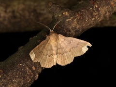 Adrapsa quadrilinealis