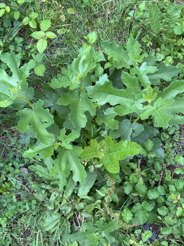 common fig