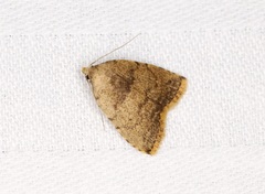 Anachrostis