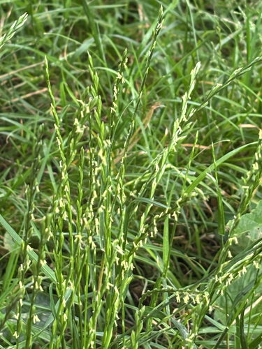 Perennial Ryegrass