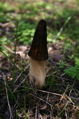 Morchella brunnea