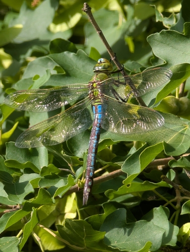 Blue Emperor