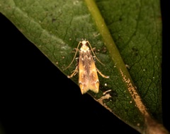 Ashibusa