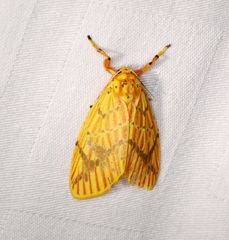 Barsine striata