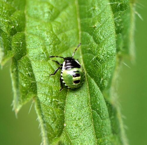 Green Shield Bug