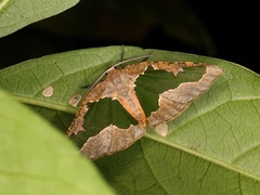 Celenna festivaria