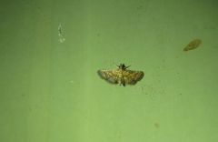 Metasia polytima