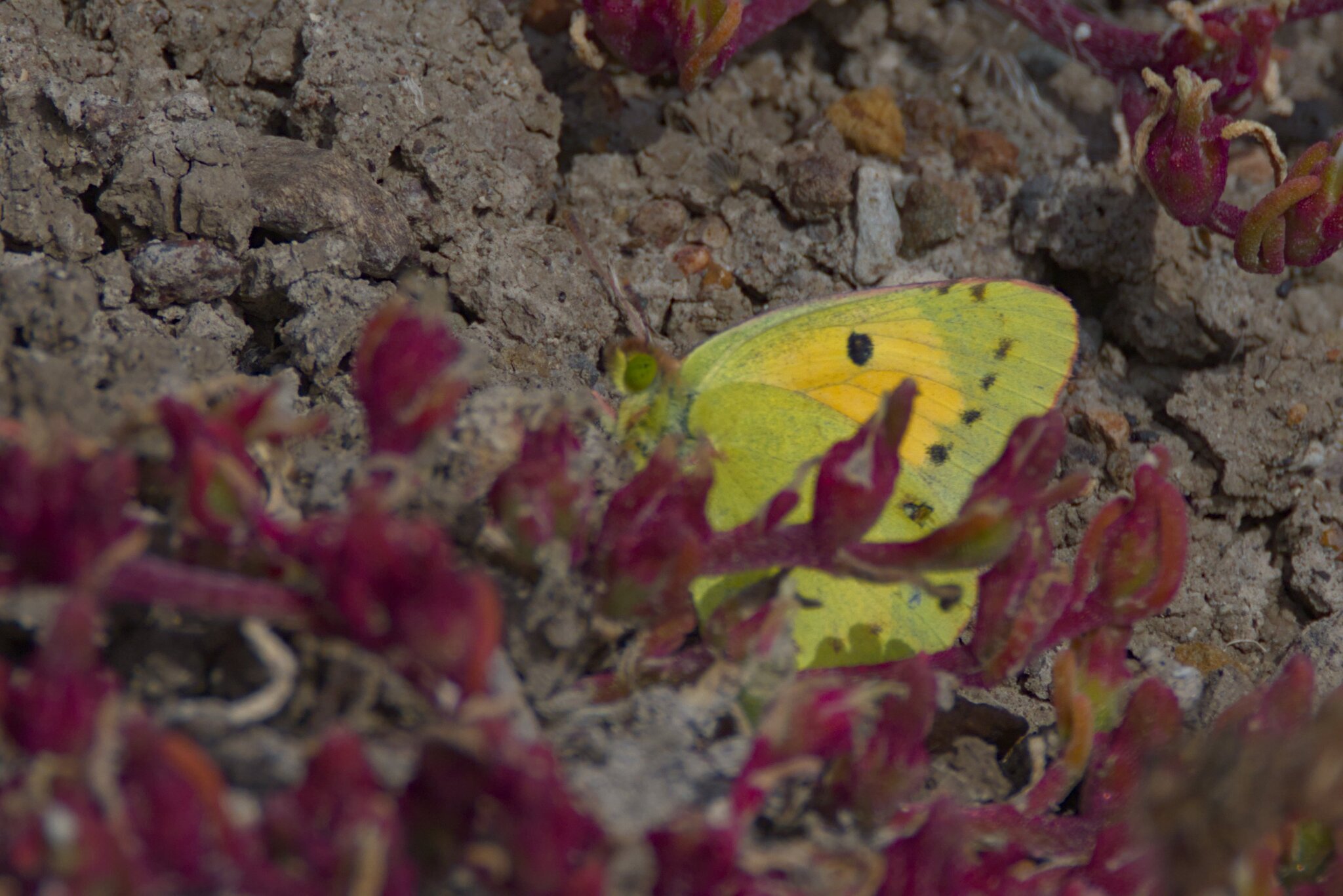 Colias común