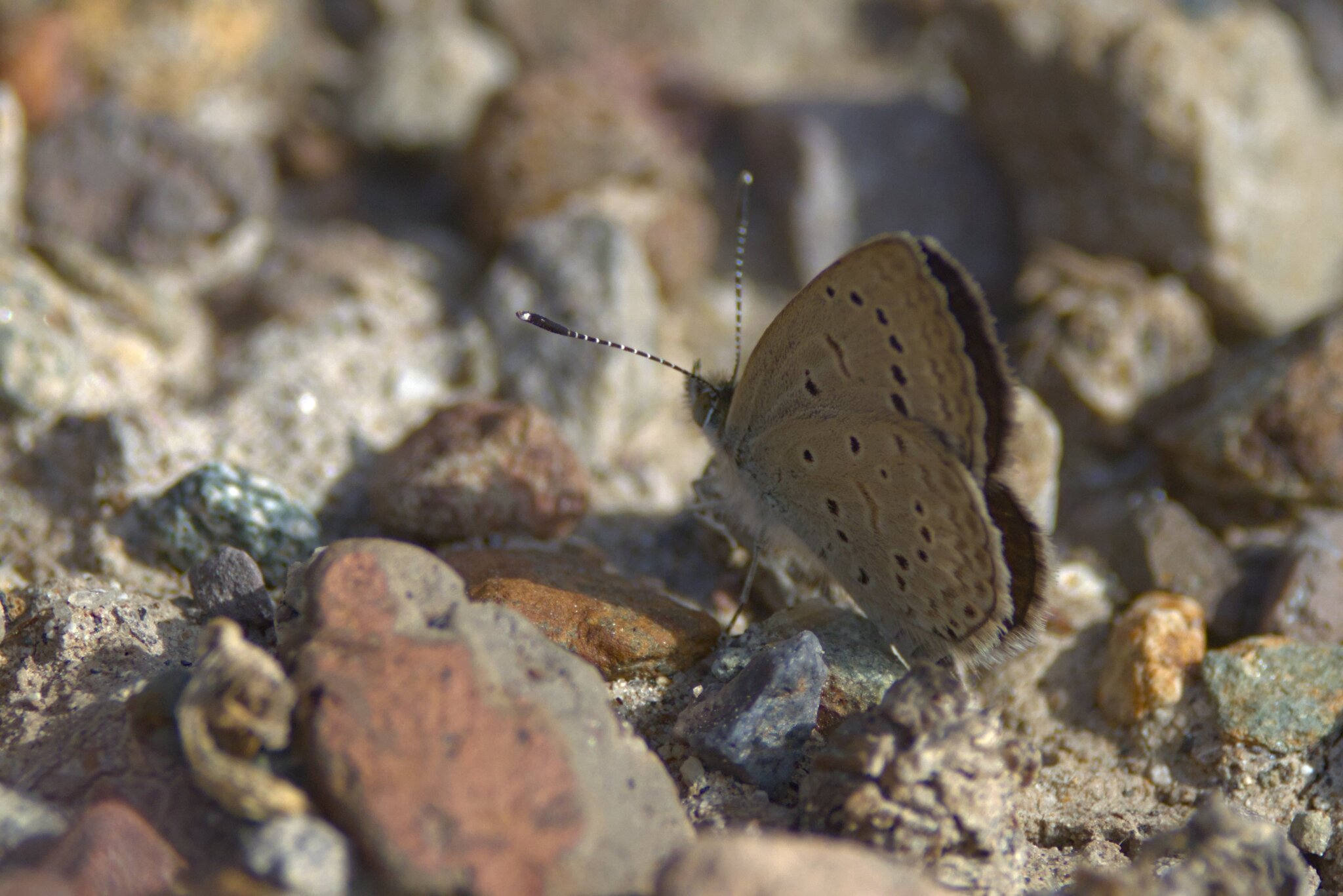 Violetilla