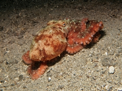 Callistoctopus luteus image