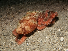 Callistoctopus luteus