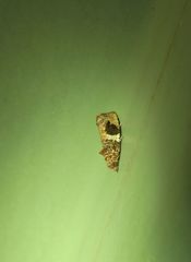 Ophiorrhabda phaeosigma