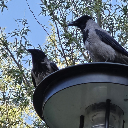 Hooded Crow