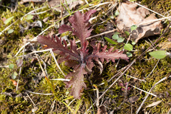 Dasistoma macrophylla