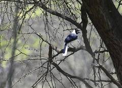 Cyanocorax mystacalis