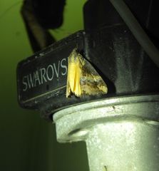 Dichromia quinqualis