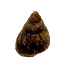Littorininae