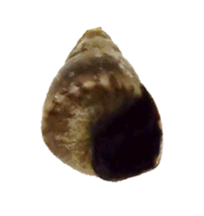 Littorininae