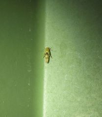 Hieromantis ephodophora