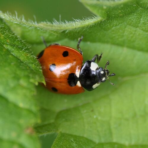 Seven-spotted Lady Beetle